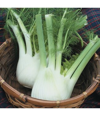 Livingstone Fennel (Orion) 4in [2]