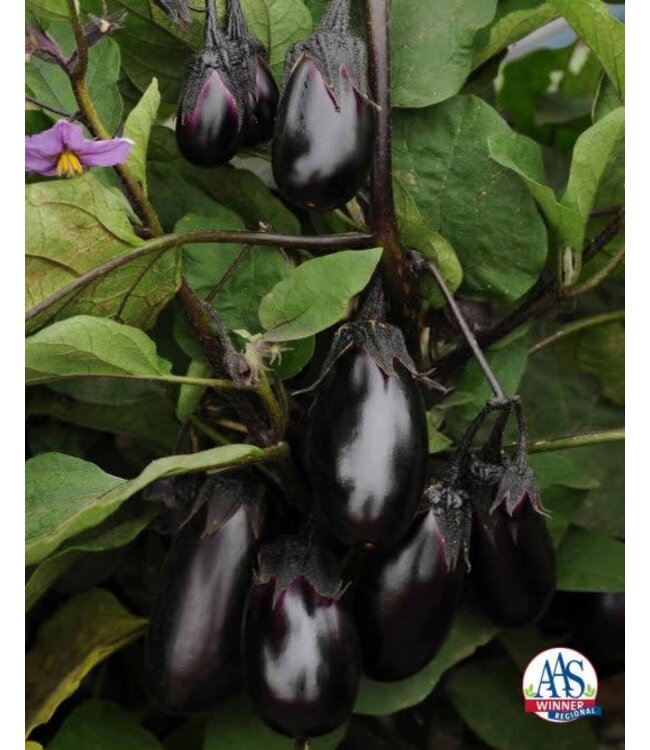 Eggplant (Patio Baby) 4in [2]