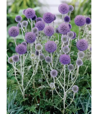 Livingstone Echinops ruthenicus (Platinum Blue) 4in [2]