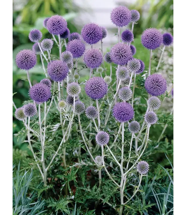 Echinops ruthenicus (Platinum Blue) 4in [2]