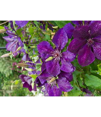 Livingstone Clematis x 'The President' - #1 (1 Gallon) [2]