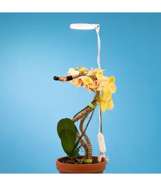 Mossify Adjustable LED Plant Light