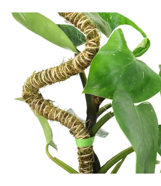 Pull Your Plants Up - Plant Tape 10ft