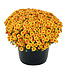 Fall Mums Fundraiser for Westman Dreams for Kids