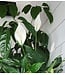 Peace Lily 4" [10]