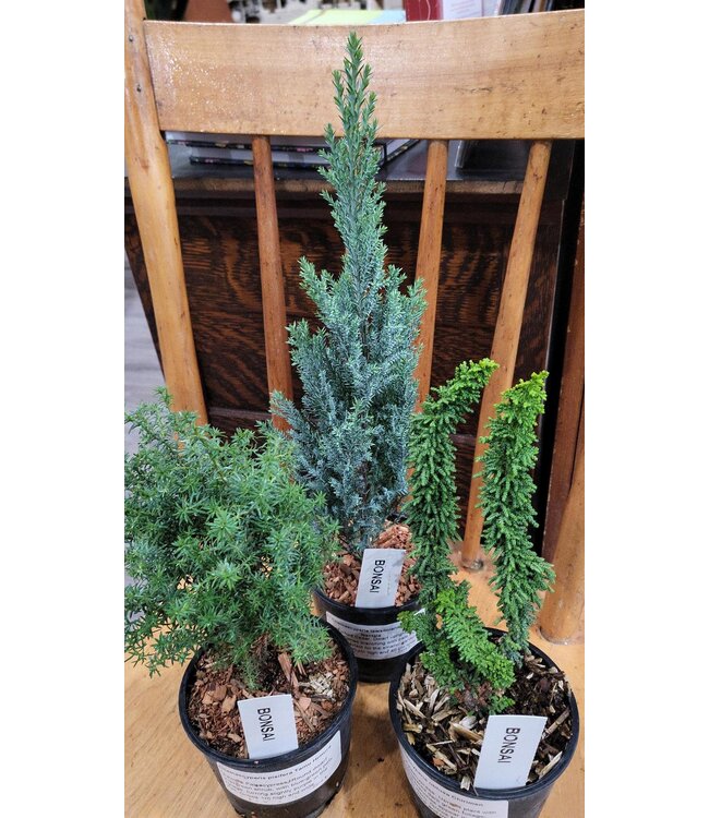 Miniature Evergreen Bonsai 4" pot