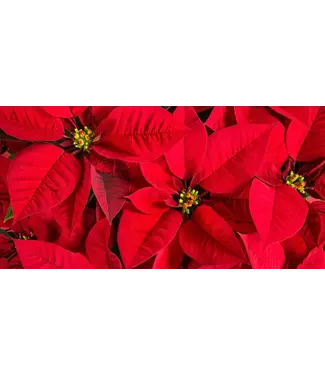Poinsettia 4.5 inch Wrapped [12]