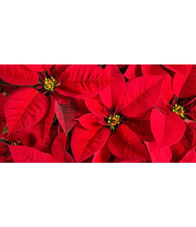 Poinsettia 4.5 inch Wrapped [12]