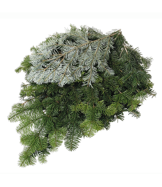 Silver Fir Bunch (2Lbs)