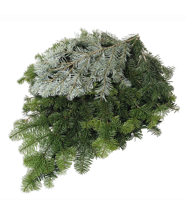 *US* Silver Fir Bunch (2Lbs)