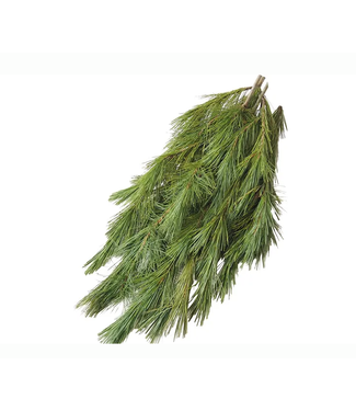 White Pine Bunch (3Lbs)