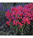 Flame Series Garden Phlox (Phlox paniculata 'Flame')
