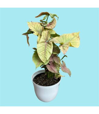 Livingstone Syngonium Plant 6" [10]