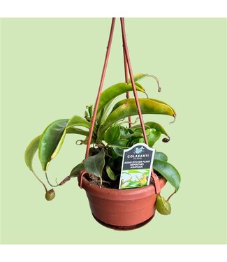 Livingstone Nepenthes Hanging Basket 4"