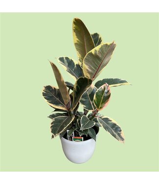 Livingstone Indian Rubber Plant (Ficus Elastica) 6"