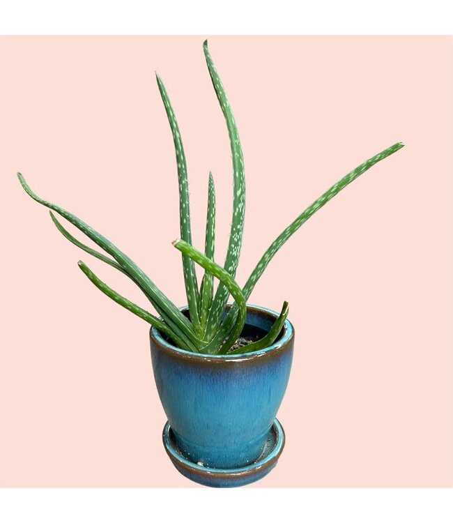 Aloe Vera 9cm