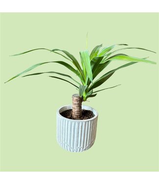 Livingstone Spanish Dagger 6in.