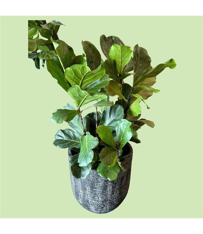 Fiddle Leaf Fig  10"