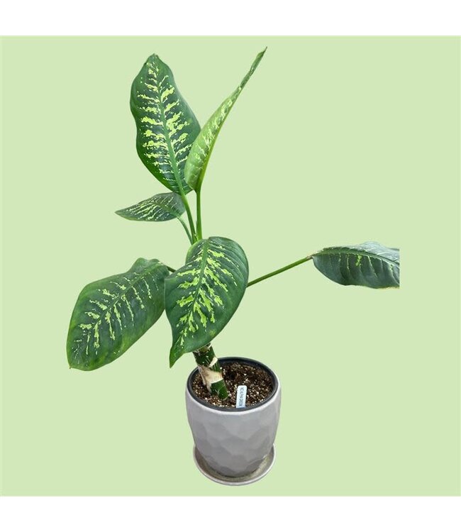 Dieffenbachia seguine - #1 (1 gallon)