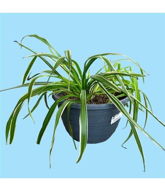 Livingstone 12" Grey Planter/Spider Plant [10]