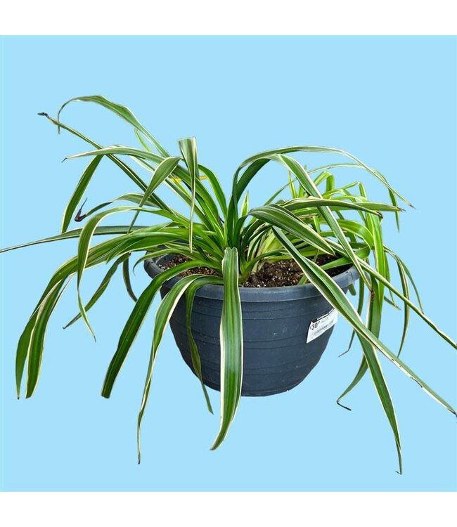 12" Grey Planter/Spider Plant [10]