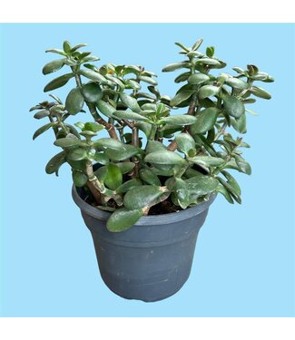 Livingstone Jade Cache 7" [10]