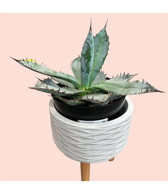 8" AGAVE ASSORTED