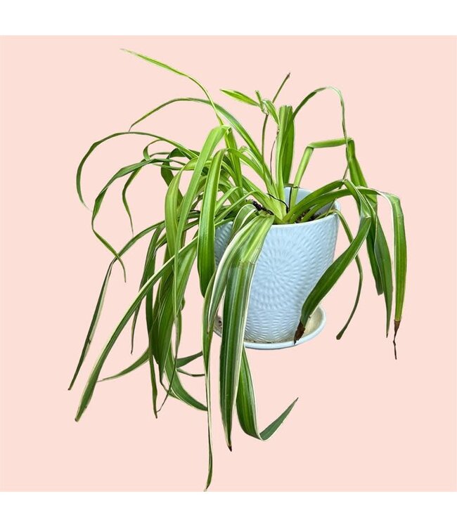 Spider Plant Pacific Mix Planter [10]