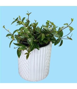 Livingstone Parallel Peperomia 6in