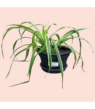 Livingstone 8.5" Black Darcy Echeveria Planter/Spider Plant [10]
