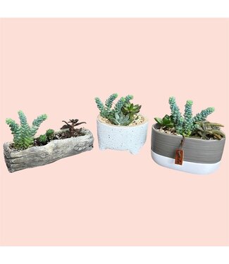 Livingstone Assorted Succulent Planters [10]