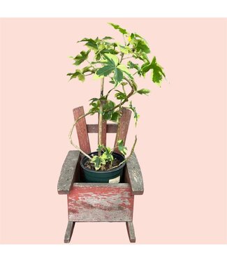 Livingstone Variegated Tree Ivy 1 Gallon