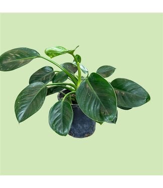 Livingstone Philodendron Green Princess  Plant 10"