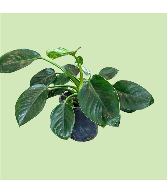 Philodendron Green Princess  Plant 10"