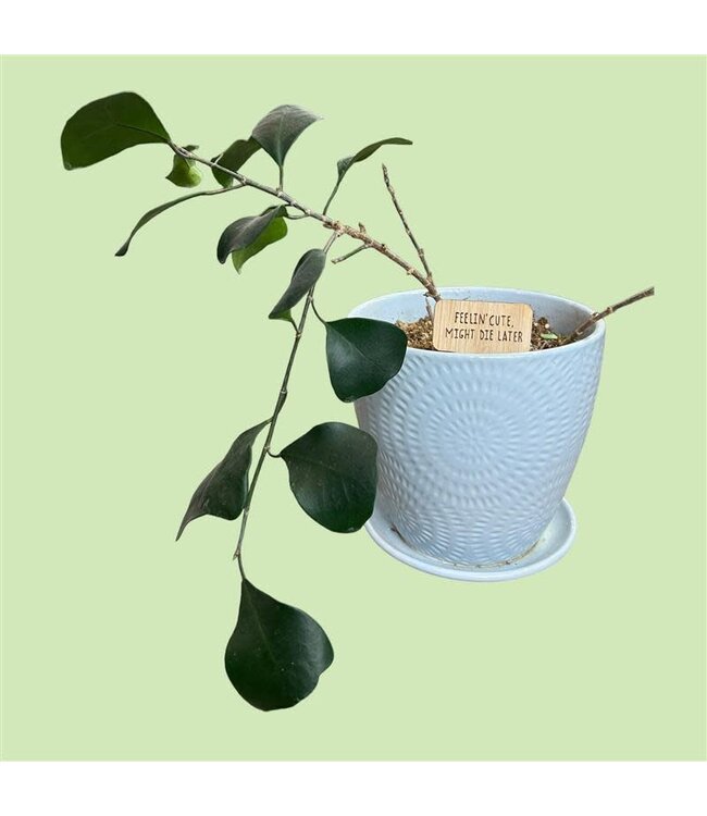 Triangle Fig Pacific Mix Planter