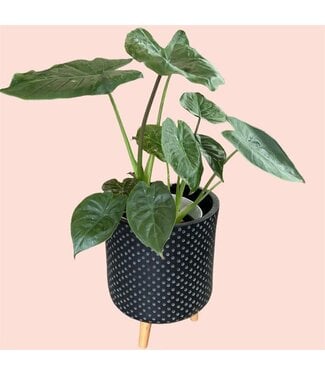 Livingstone Alocasia Wentii Plant 10"