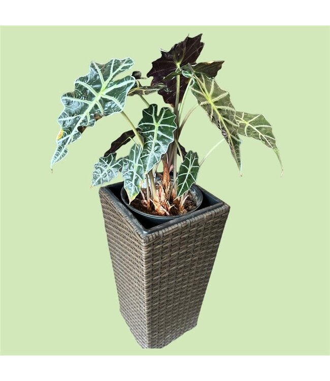 Alocasia Dwarf Amazonica Plant 10"