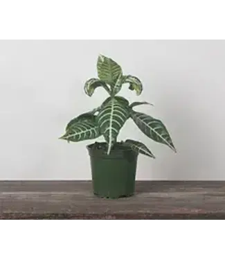Zebra Plant  4" [11]