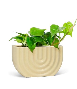 Abbott Collection Ridged Small Rectangle Planter - 6"L