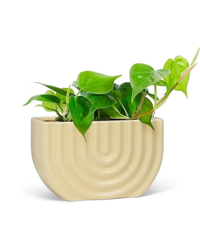 Ridged Small Rectangle Planter - 6"L