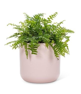 Abbott Collection Large Classic Planter Pink - 6.75"
