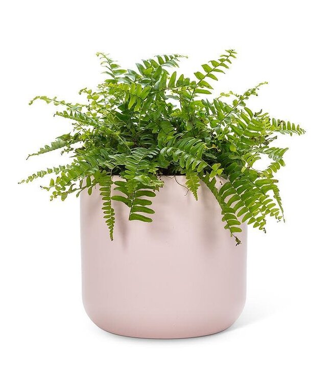 Extra Large Classic Planter Pink - 7.75"