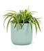 Extra Large Classic Planter Mint - 7.75"