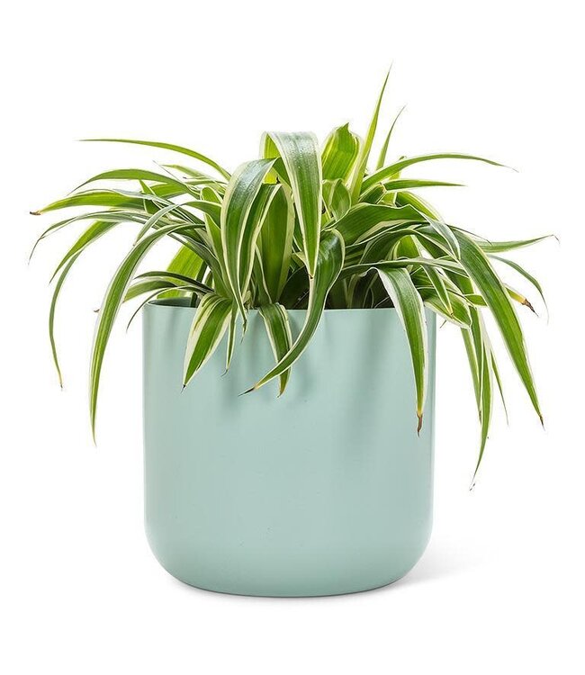 Extra Large Classic Planter Mint - 7.75"