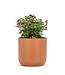 Abbott Collection Large Classic Planter Terracotta - 6.75"