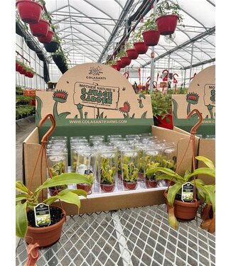 Venus Fly Trap 2.25in [5]