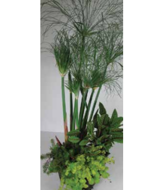 Aquabasket Cyperus 8in [5]