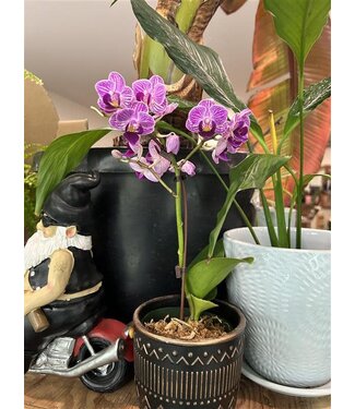 Livingstone Phalaenopsis Orchid 4" | Ceramic Pot [11]