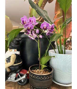 Livingstone Phalaenopsis Orchid 4" | Ceramic Pot