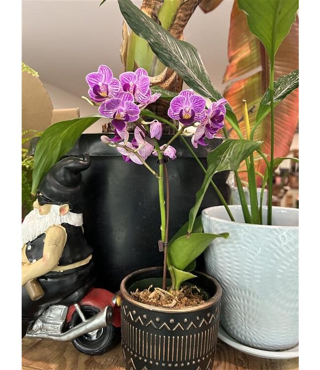 Phalaenopsis Orchid 4" | Ceramic Pot